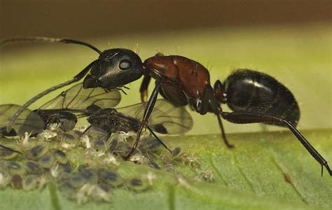 小螞蟻很多 青龍 男